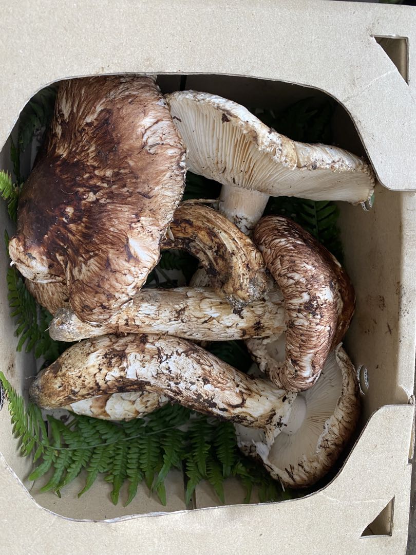 松茸　マツタケ　700g