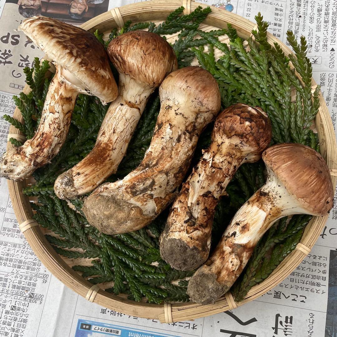 天然きのこ 松茸 国産 マツタケ まつたけ 山形県産 森の凛さん採取 その127