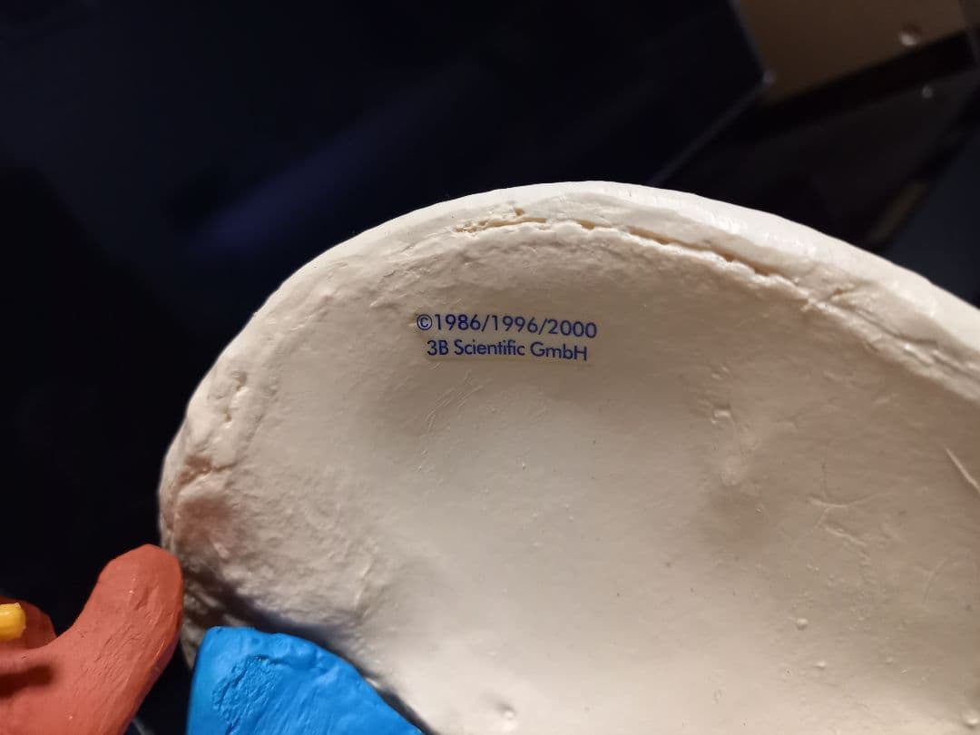 スタンド付き脊柱模型　骨格模型　椎骨　神経付　ドイツ製作品