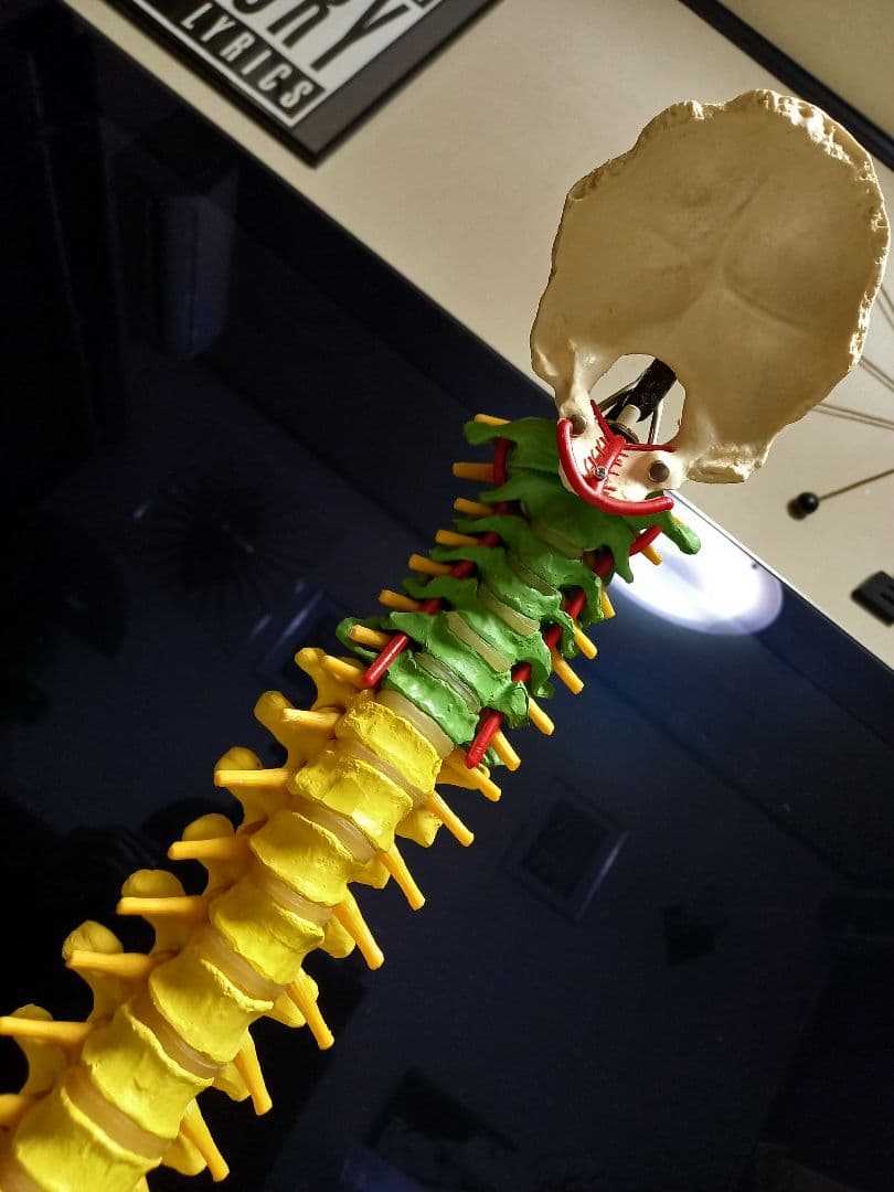 スタンド付き脊柱模型　骨格模型　椎骨　神経付　ドイツ製作品