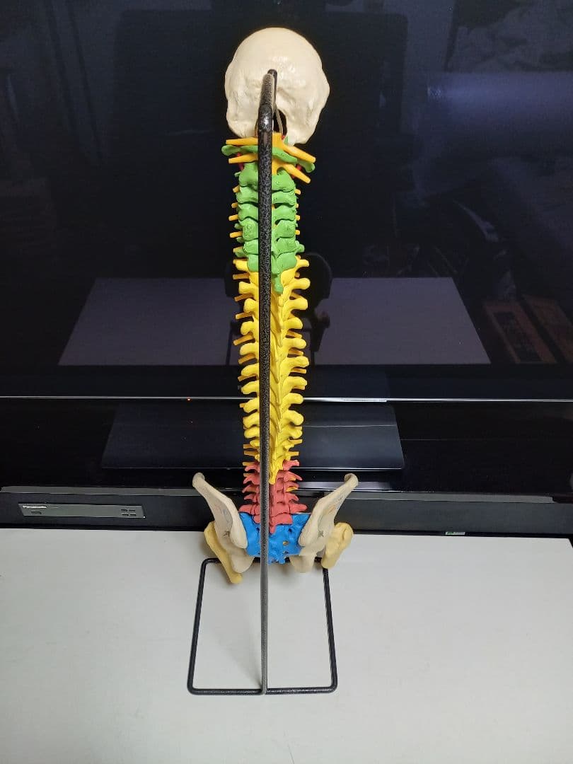 スタンド付き脊柱模型　骨格模型　椎骨　神経付　ドイツ製作品