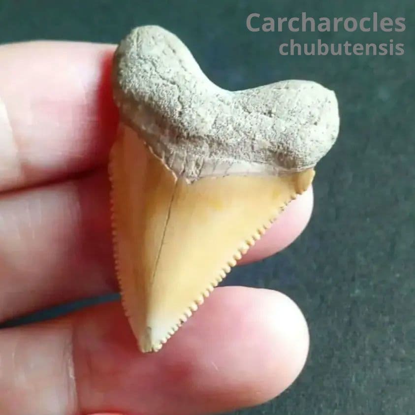 サメの歯化石　メガロドンの祖先種　希少種　カルカロクレス・チュブテンシス