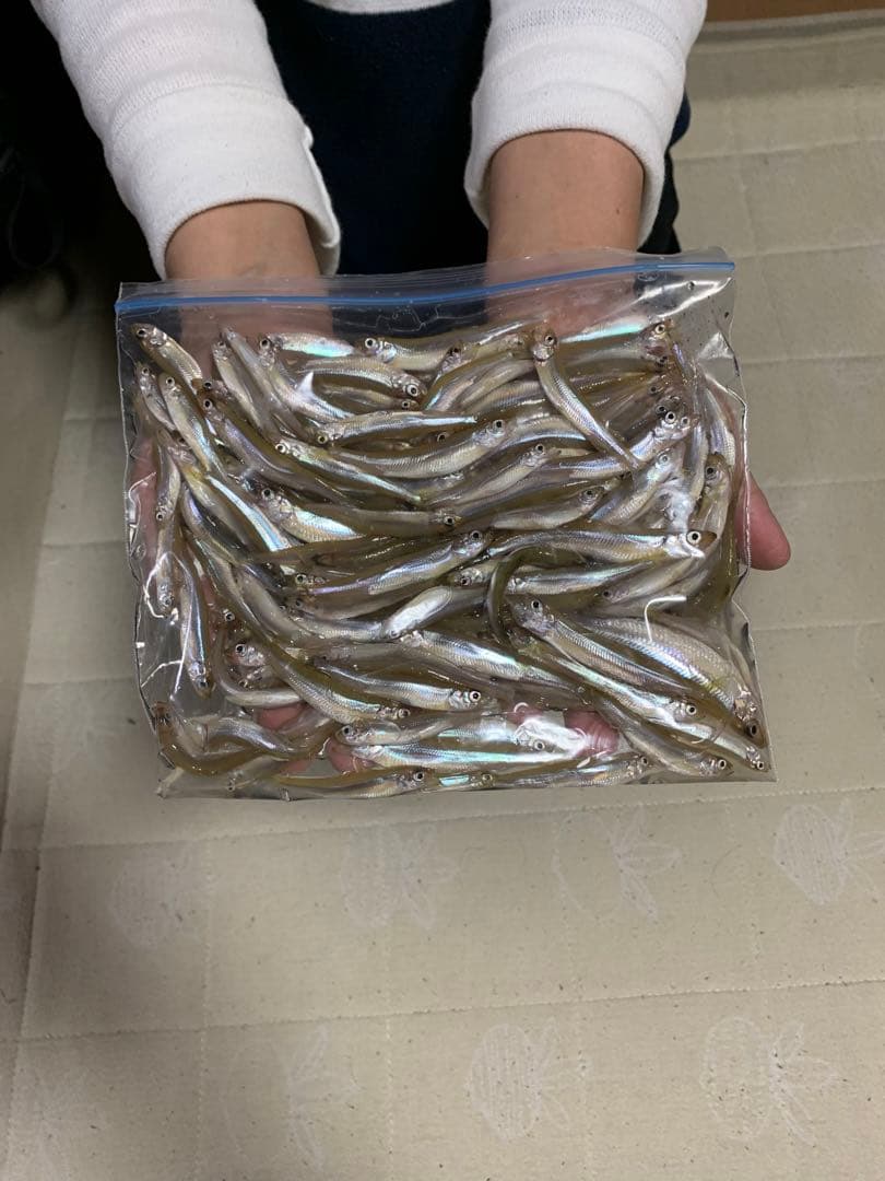 ワカサギステンレス穂先　右手用 左手用2セット　全長約225ミリ