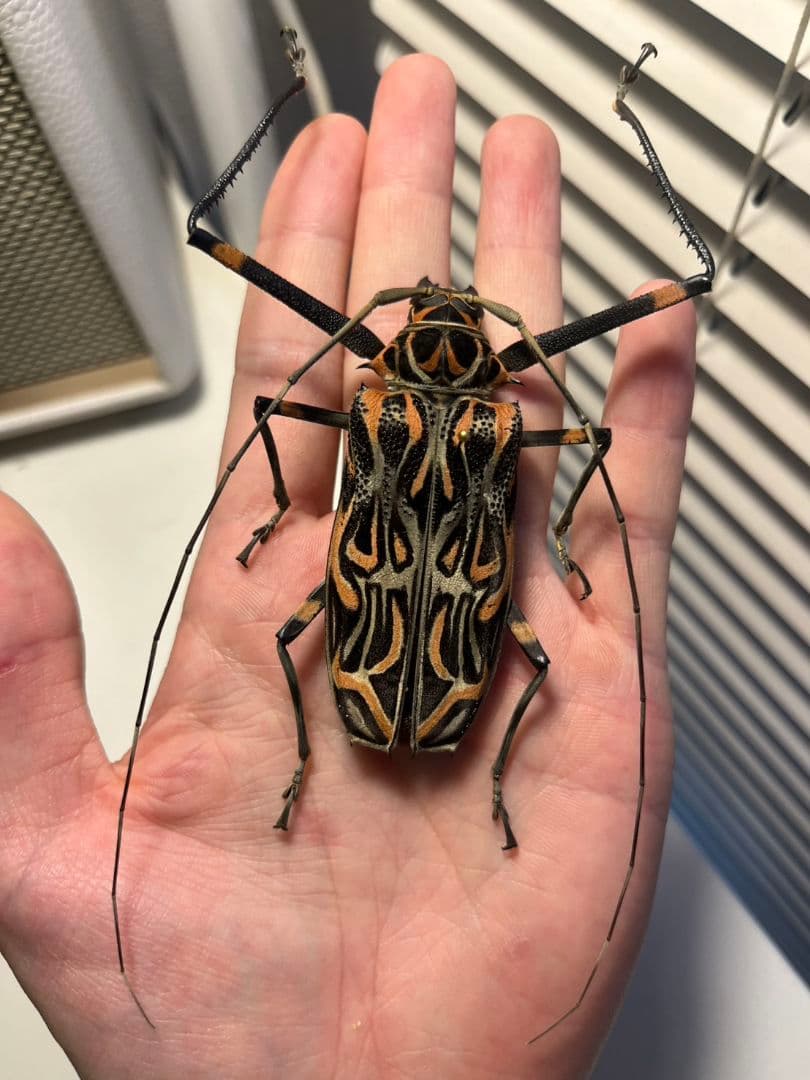 【専用】テナガカミキリ 全長74mm 昆虫標本甲虫など