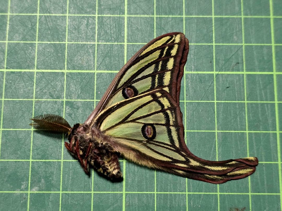 イザベラミズアオ ♂ Graellsia isabellae