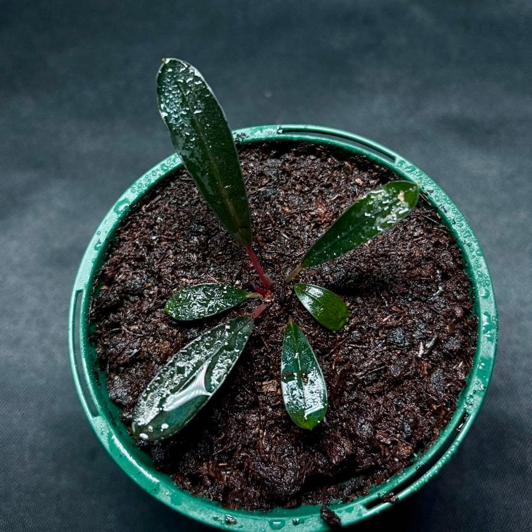 ブセファランドラsp.ピンクレディー