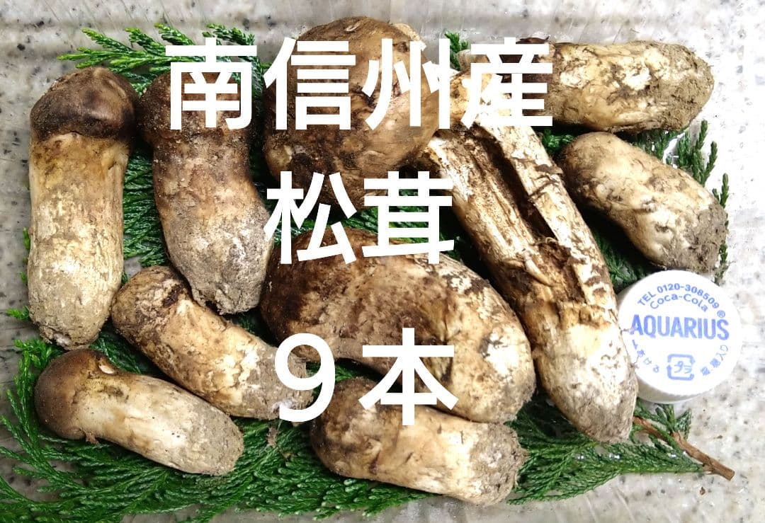 南信州産松茸約１７４g（パック込み）