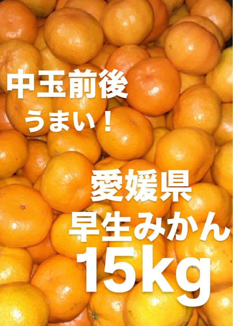 愛媛県産　うまい　早生みかん　みかん　柑橘　15kg