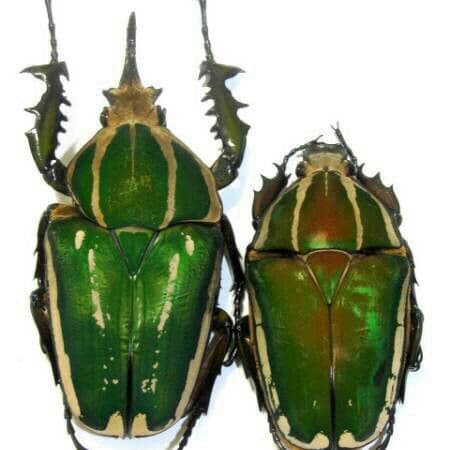 南コンゴ産 ポギーオオツノカナブン 奇形ペア 81mm 63mm