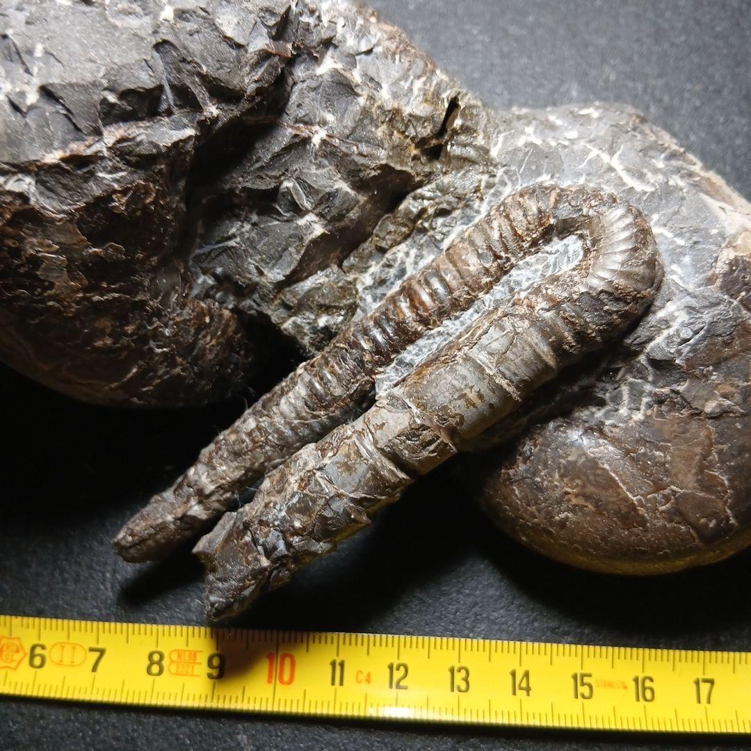 三笠産アンモナイト共生化石