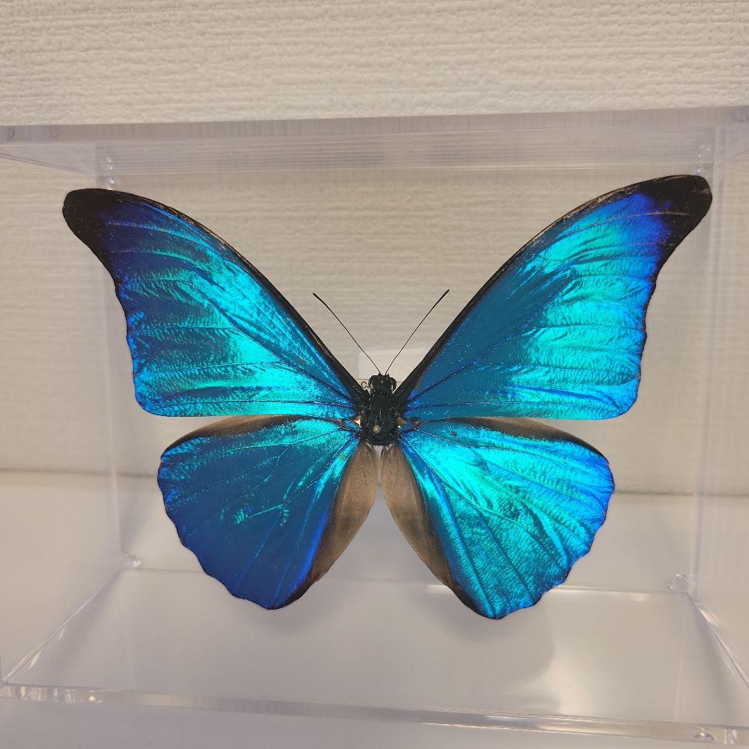 蝶の標本　熱帯ジャングルを舞う宝石(特珍A)