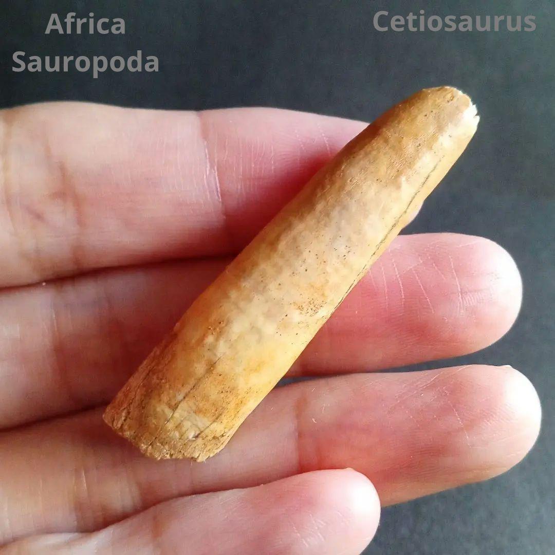 ジュラ紀 (前期〜中期)　大型草食恐竜　アフリカ大陸　竜脚類　特大歯化石