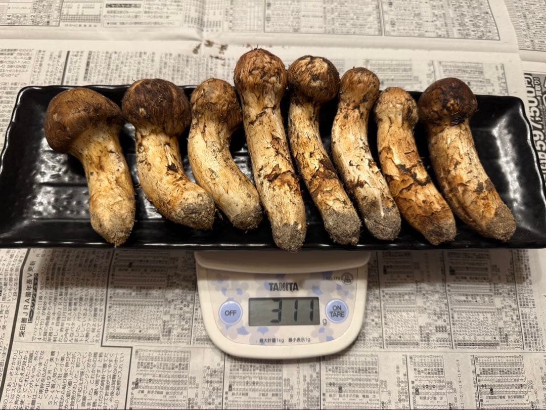 松茸　北海道　300g 国産　②
