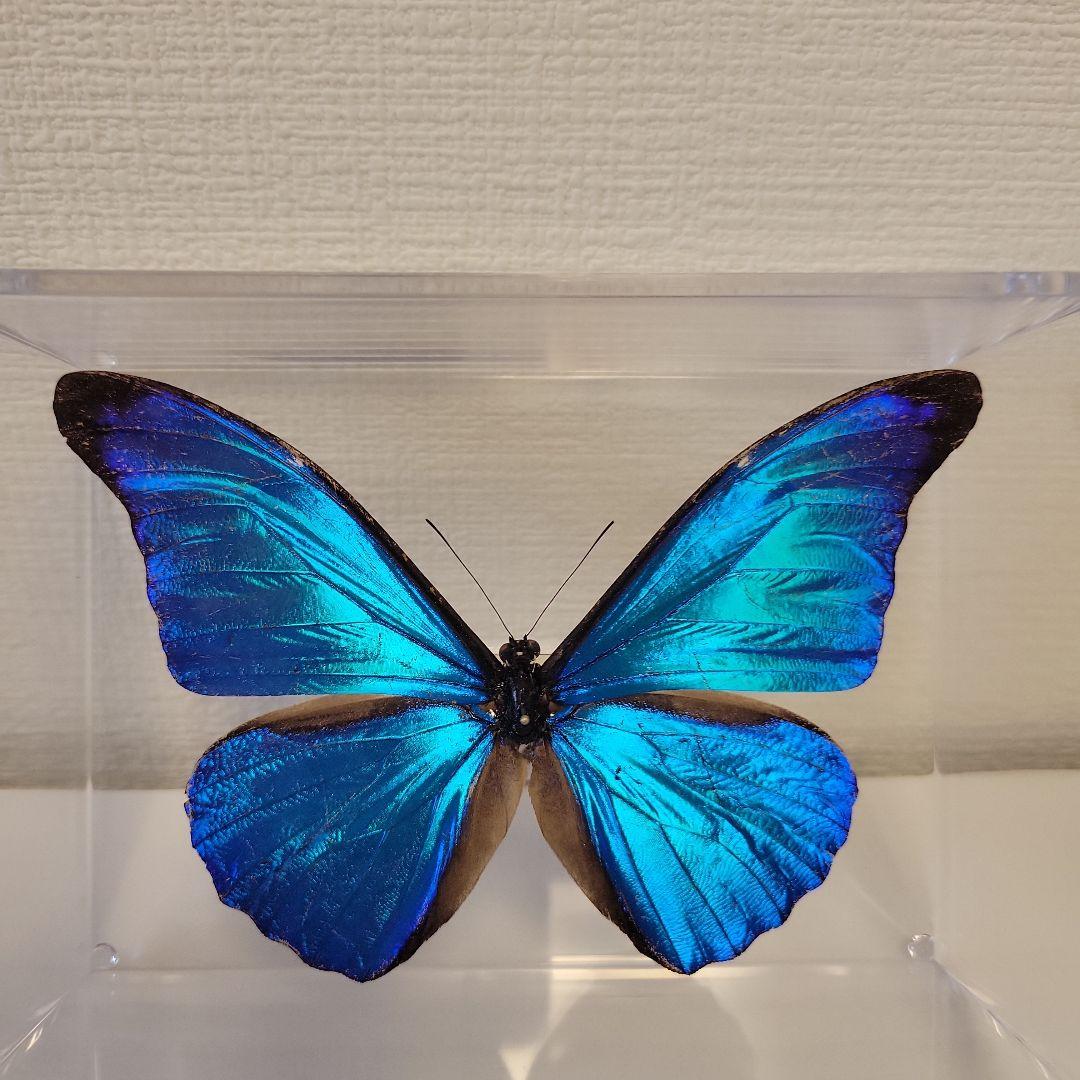 蝶の標本　熱帯ジャングルを舞う宝石(珍A)