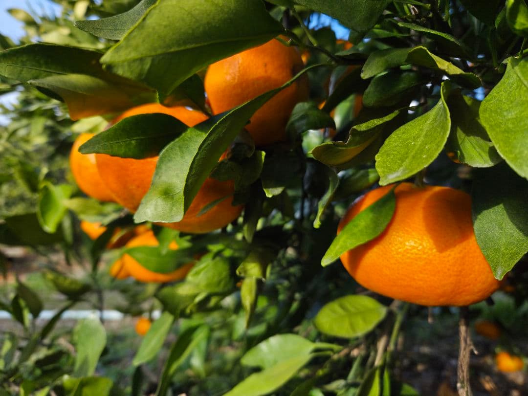 マーヤ様限定品