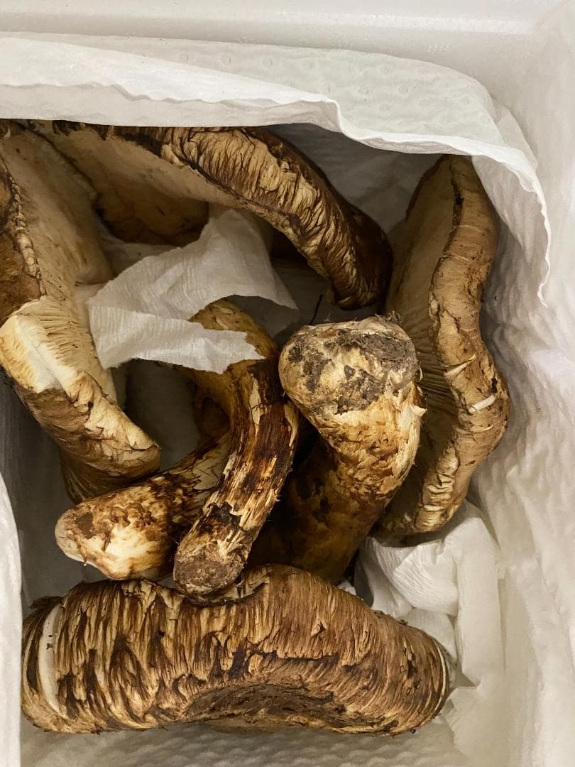 松茸１ｋｇ・今年最後の商品になります