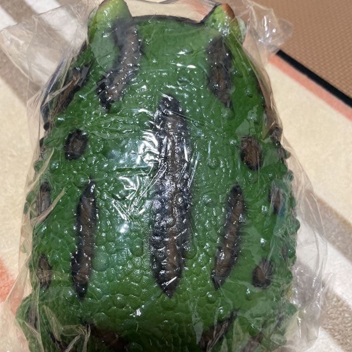 ベルツノガエル