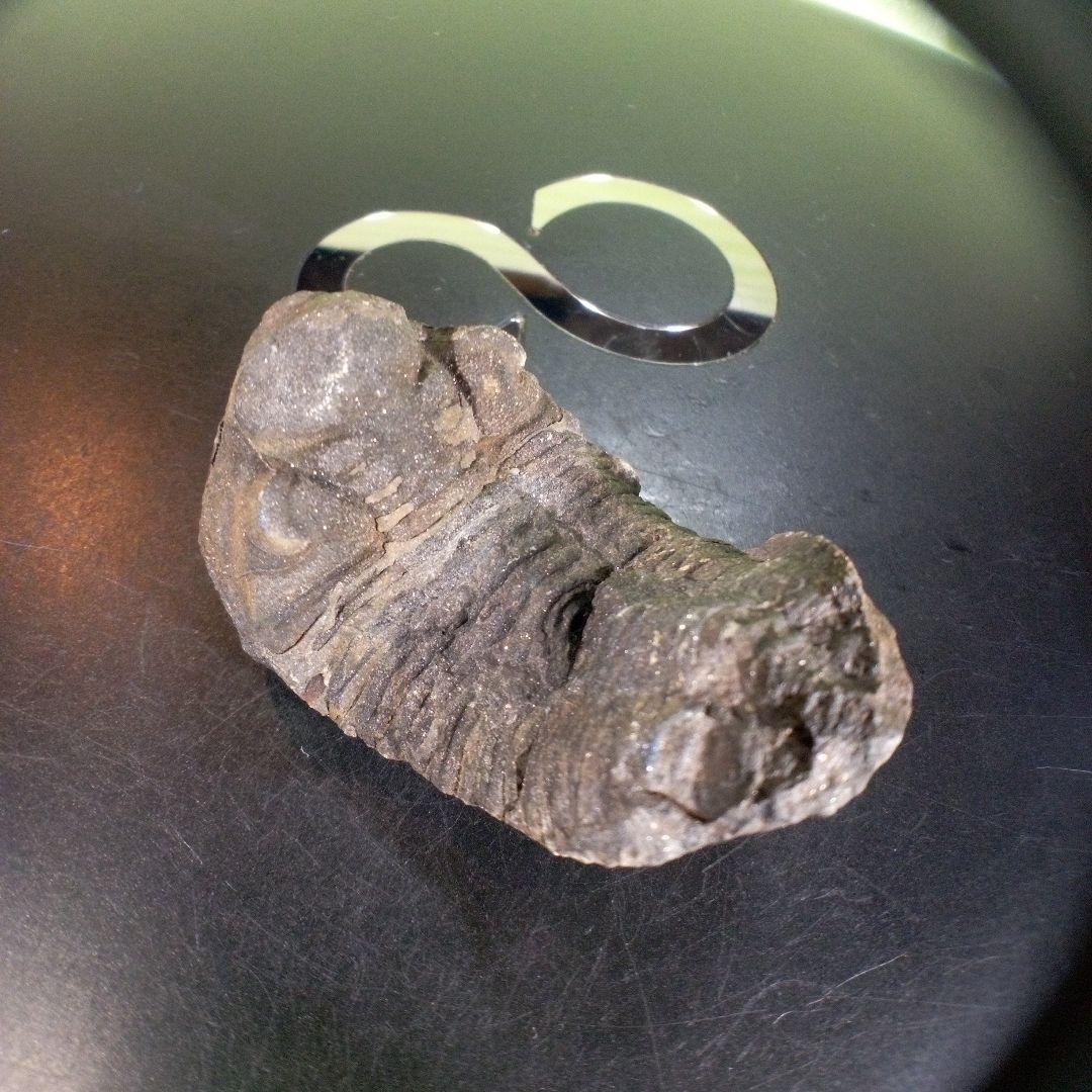 三葉虫　化石　ボリビア産　南アメリカ　trilobite　南米産fossil①