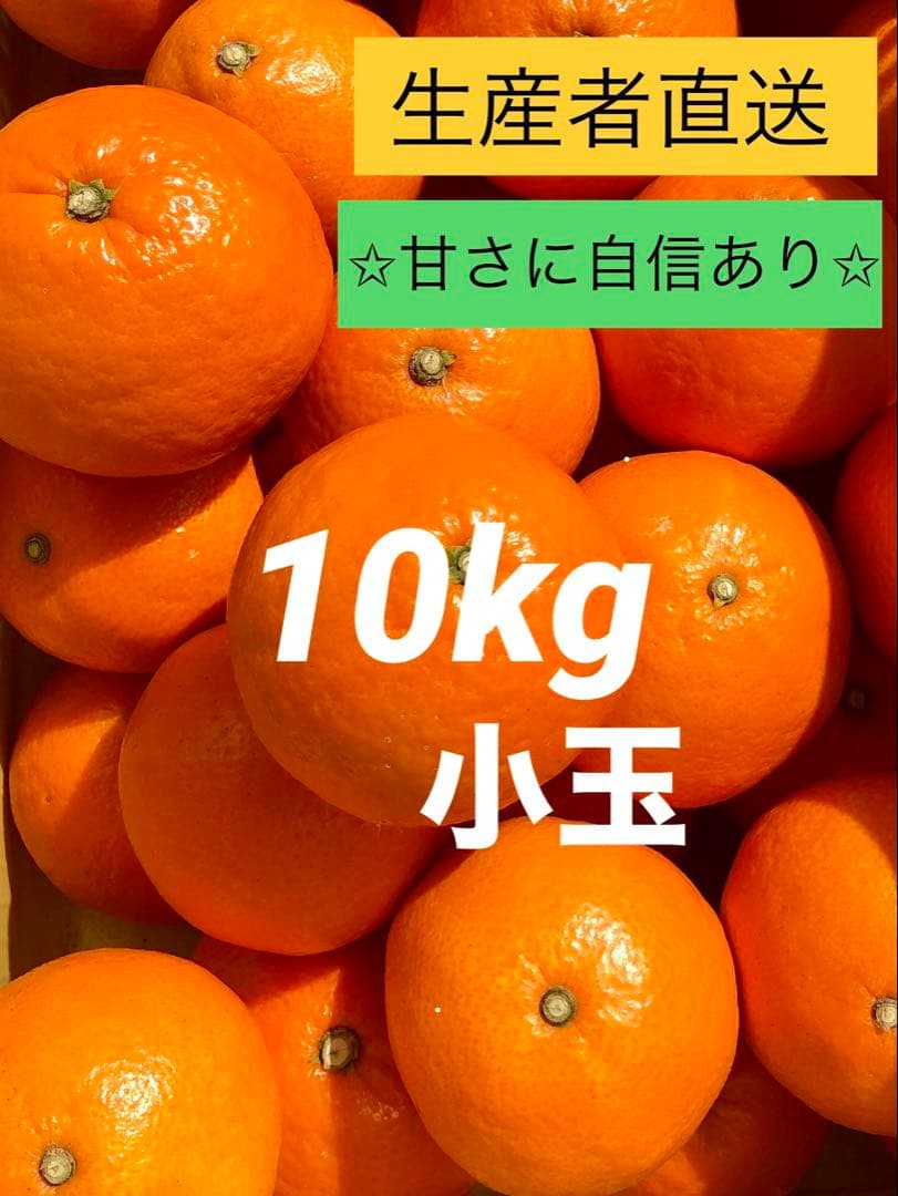 ⑩【小玉】紅マドンナ同品種　愛果28号　まどんな