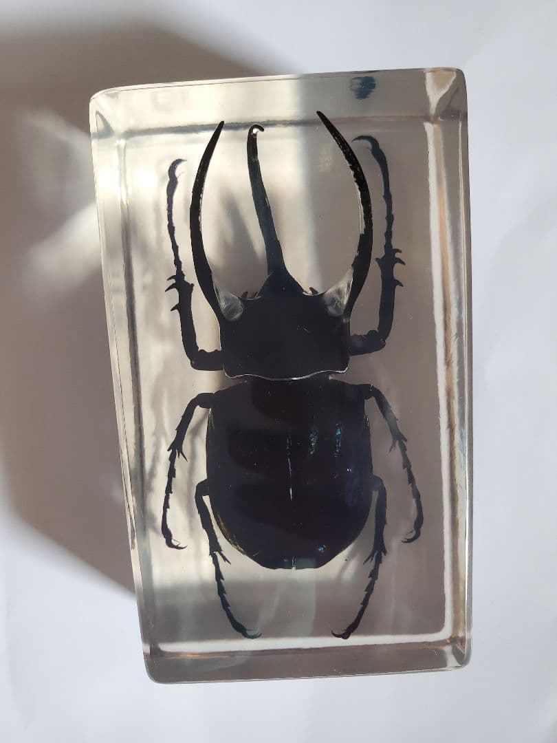 コーカサスオオカブト　ウェイト