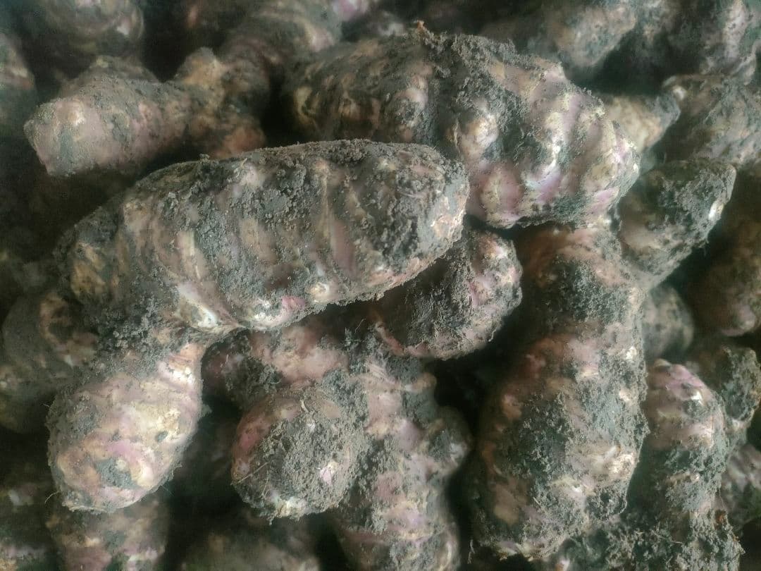 土付きお得な紫菊芋20.0kg（農薬化学肥料不使用)