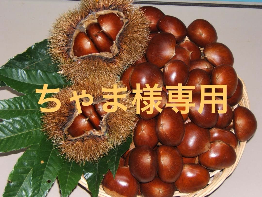 幻の栗⭐︎中山栗2L~4L混合10kgクール便（匿名不可）農家直送2025-017