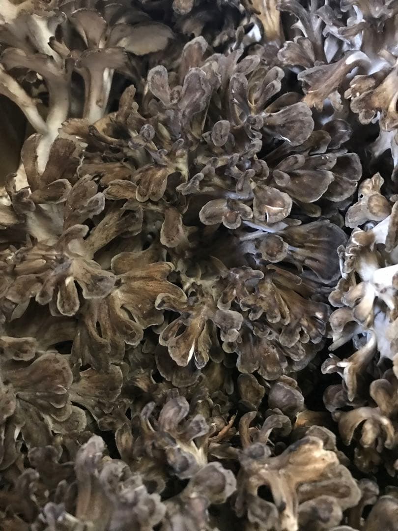 青森県産 天然 舞茸 1kg