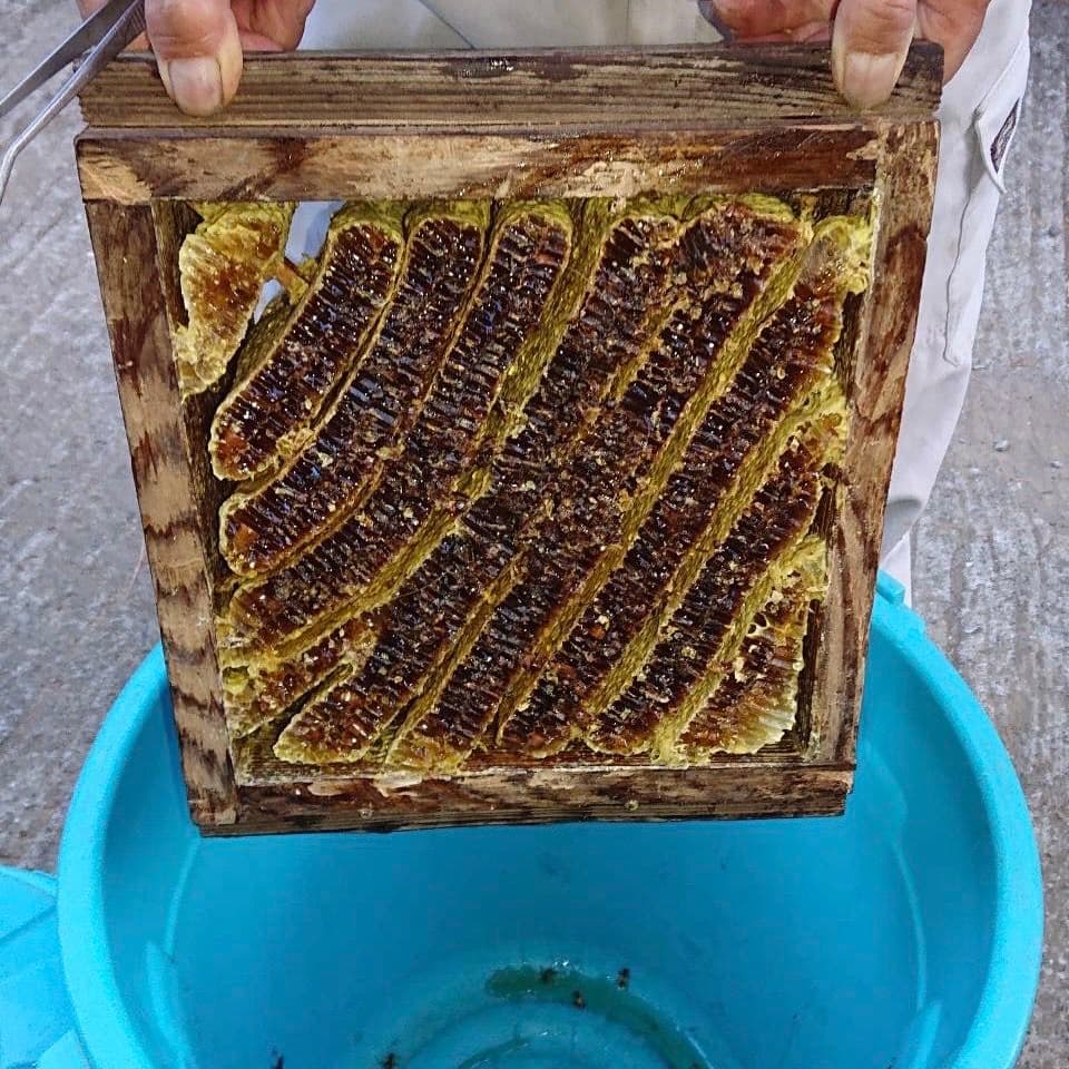 日本ミツバチはちみつ600g×2瓶