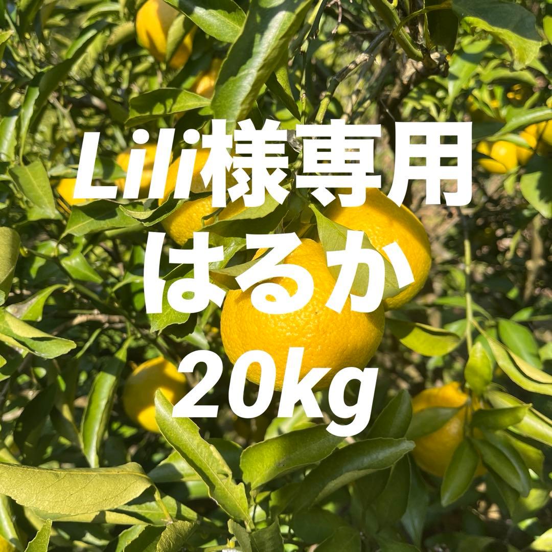 Liliはるか20kg