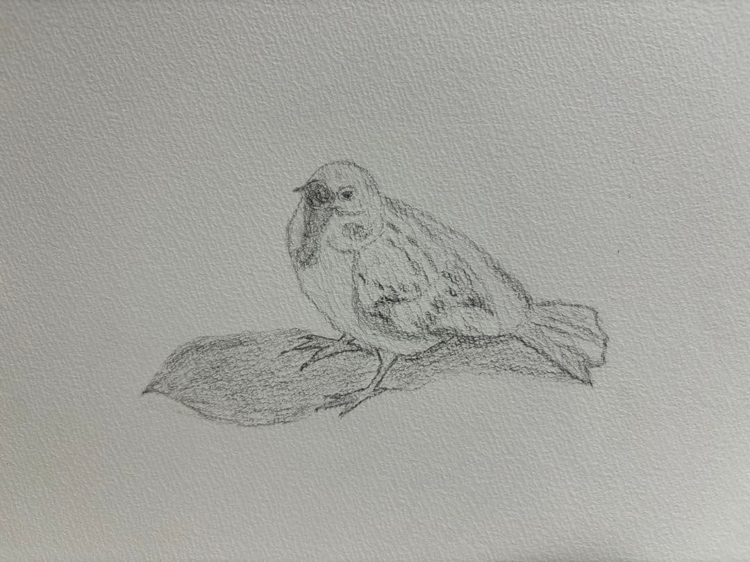 鉛筆画 雀 スズメ