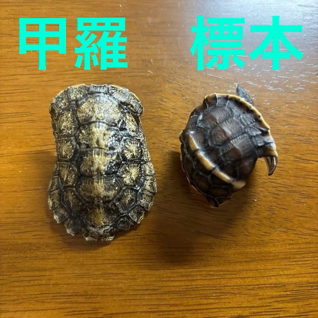 イシガメ　セマルハコガメ　甲羅　剥製　標本　ネイチャーテクニカラー