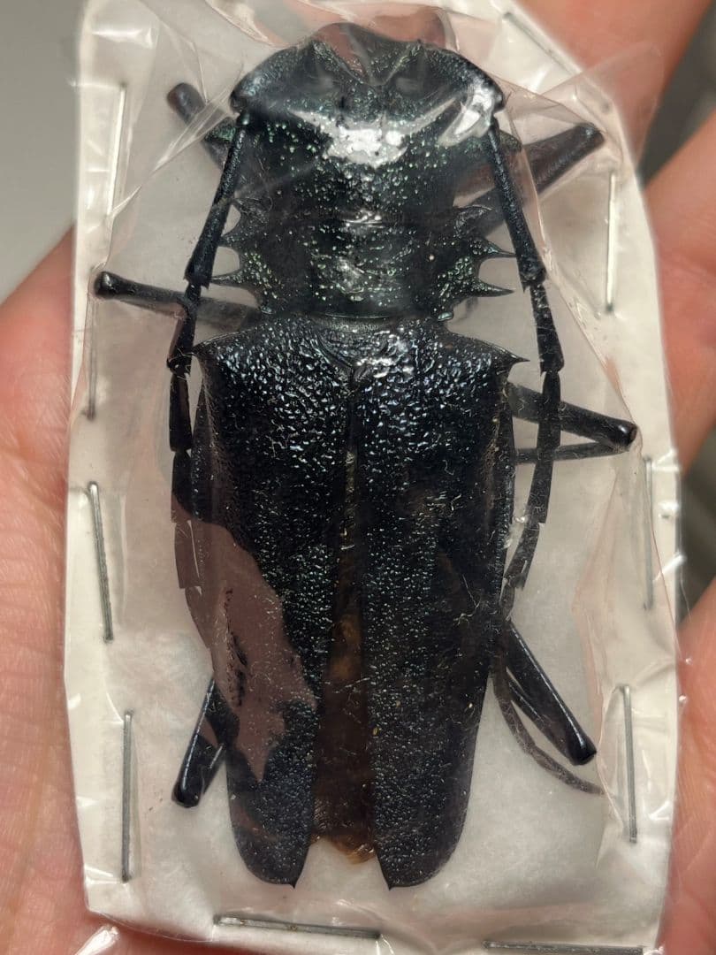 【珍色】ルリオニカミキリ ムラサキオニノコギリカミキリ キンオニカミニリ標本