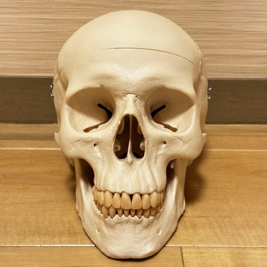 3B Scientific GmbH 頭蓋骨 模型 医学 骨標本