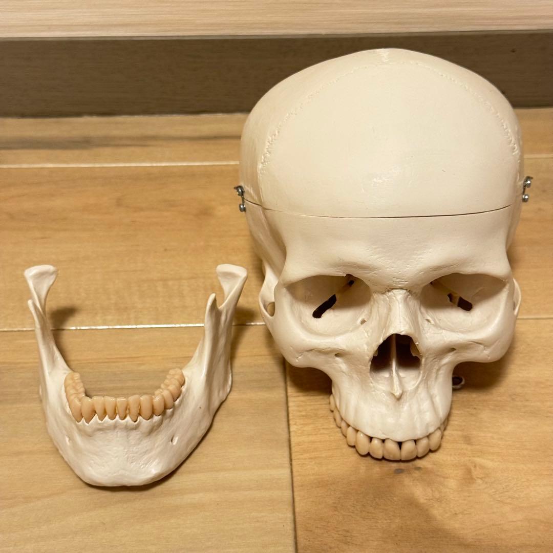 3B Scientific GmbH 頭蓋骨 模型 医学 骨標本