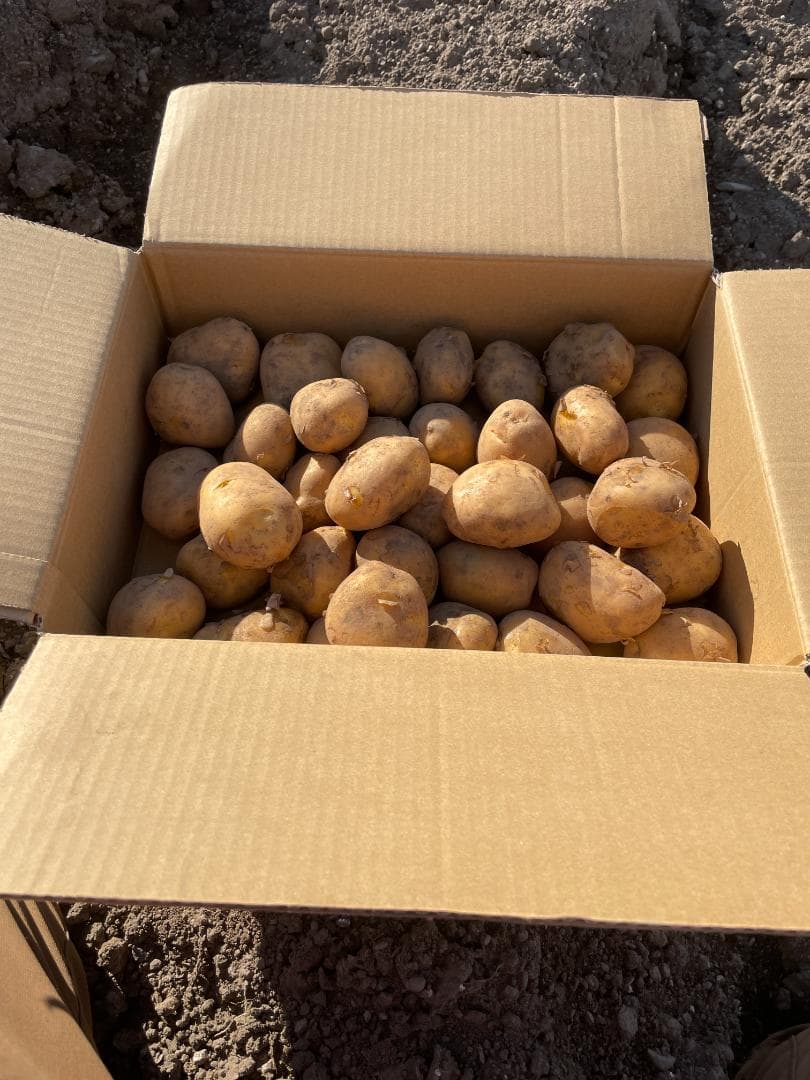 わいん　ながさき黄金20kg　①