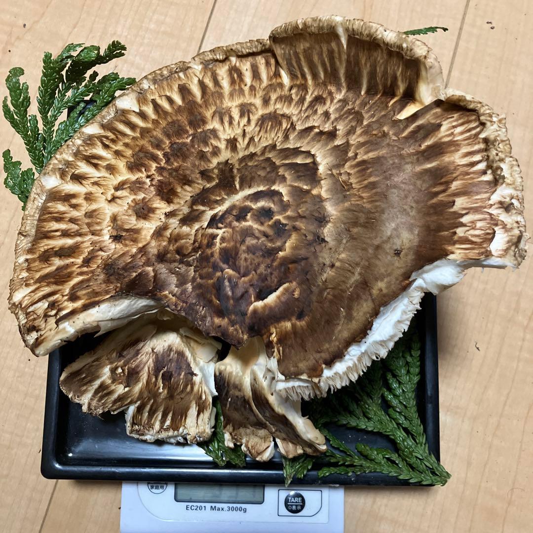 北海道産❗️天然松茸❗️700g‼️終盤‼️