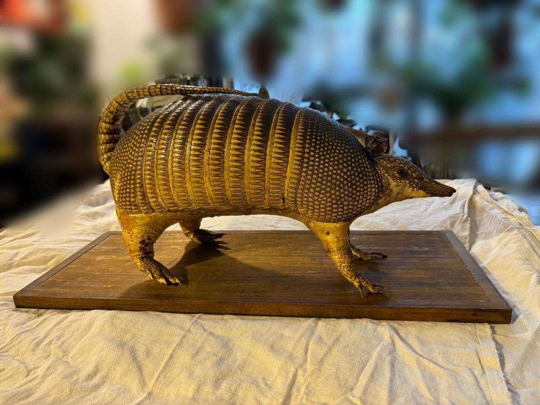 ココノオビアルマジロ/剥製/ワシントン条約 ・日本国内法（種の保存法）対象外