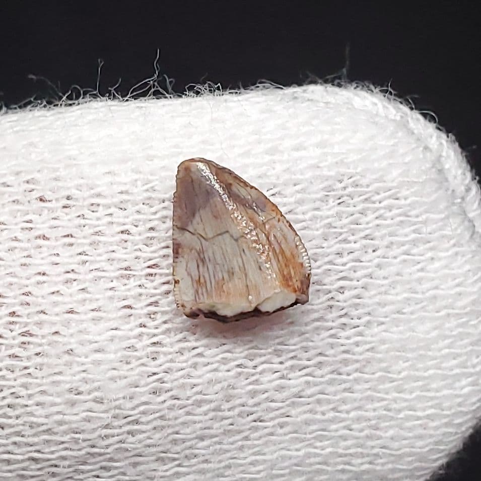 希少 ポストスクス 爬虫類 歯 化石 ニューメキシコ産 7.06mm fr66