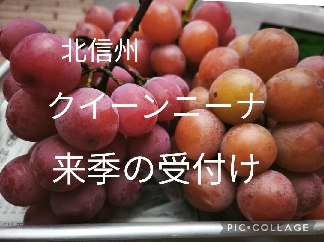 高山村のクイーンニーナ　来季の受付け中