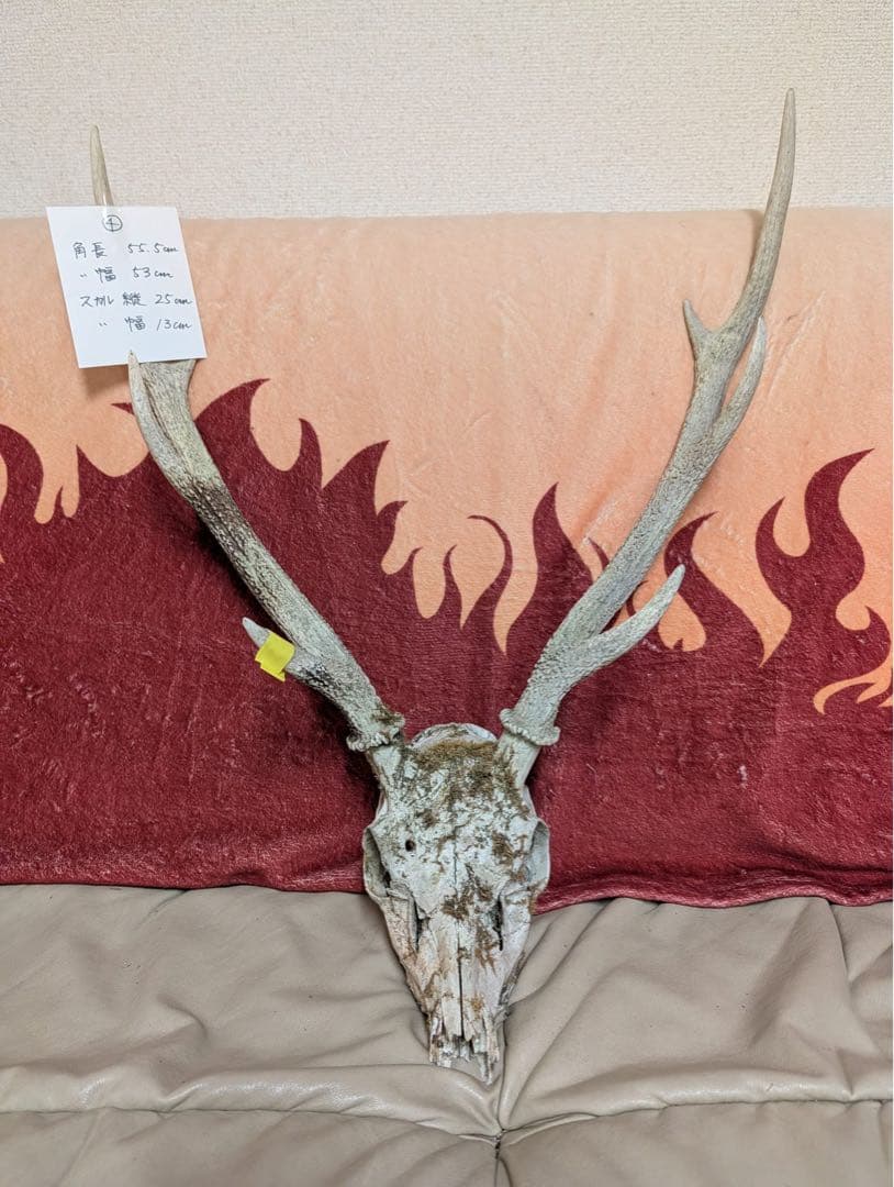 【19個限定】下栗の里　日本鹿　スカル　No.4