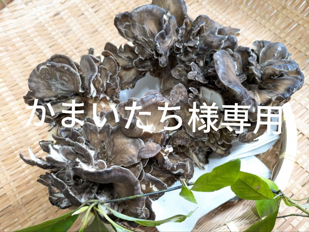 秋田県産天然舞茸1.1kg（奥生の黒葉）