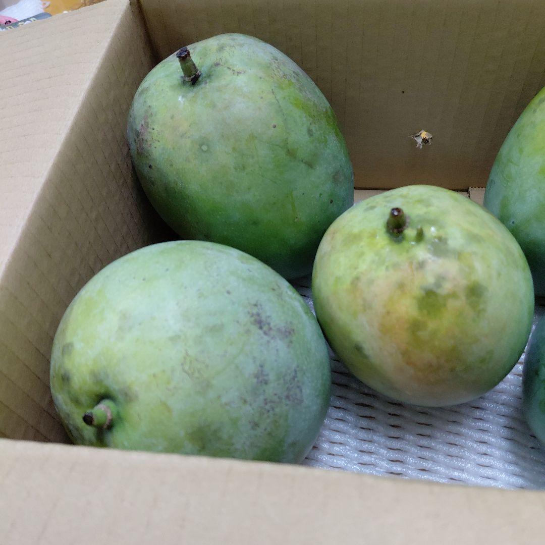 追熟型A　キーツマンゴー５玉