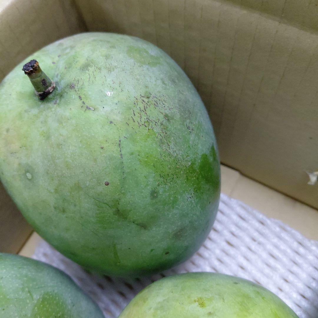 追熟型A　キーツマンゴー５玉