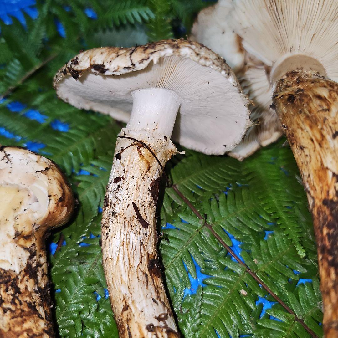 広島県産 松茸 292g　よっしぃさま専用