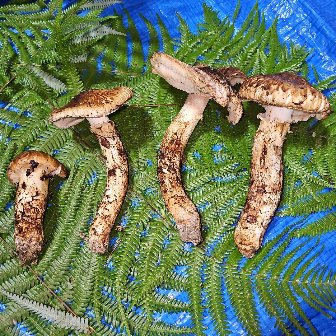 広島県産 松茸 292g　よっしぃさま専用