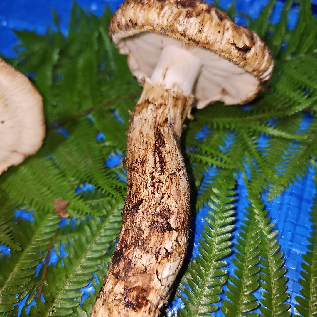 広島県産 松茸 292g　よっしぃさま専用