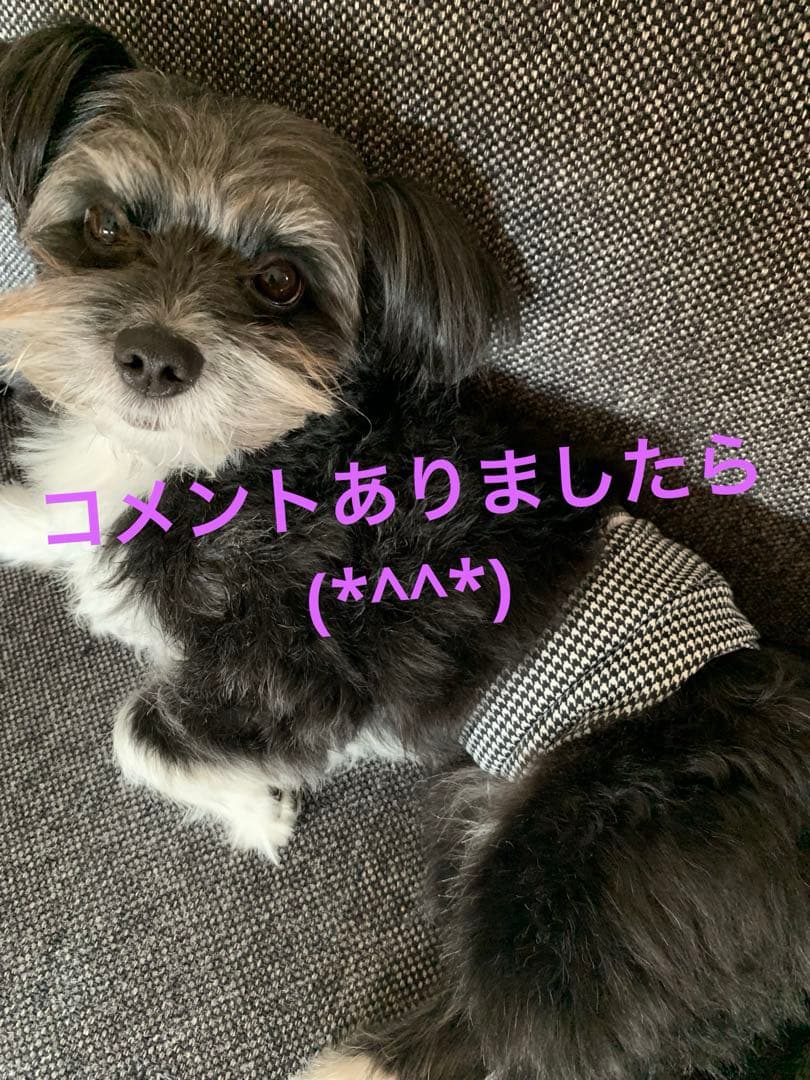 犬用マナーベルト　ハンドメイド　お漏らし防止　マーキング防止　お出かけ