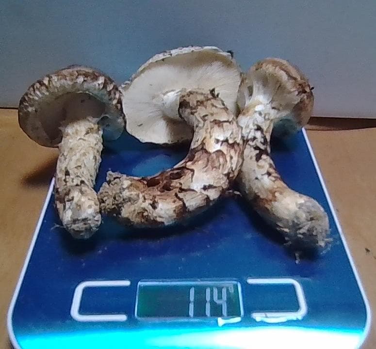 松茸　１１４ｇ