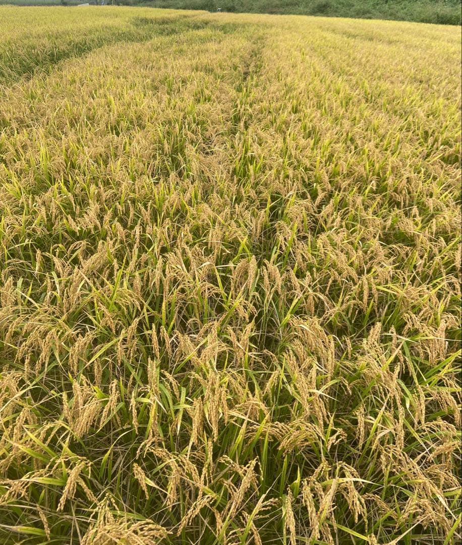 Natural farming 自然栽培米 セカンドブレイン腸脳相関 第2の脳