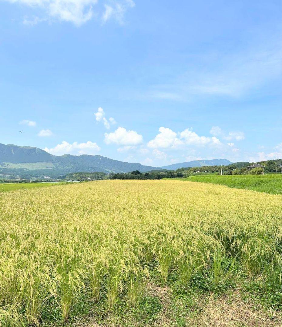 2 令和7年 自然栽培米 亀の尾20kg玄米